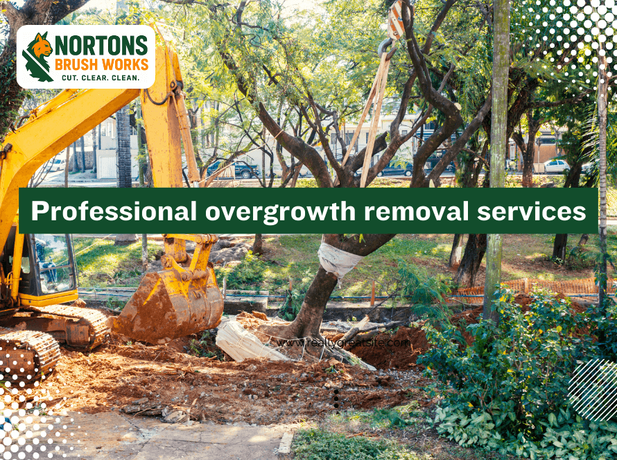 Professional overgrowth removal services restoring land safety, accessibility, and natural beauty