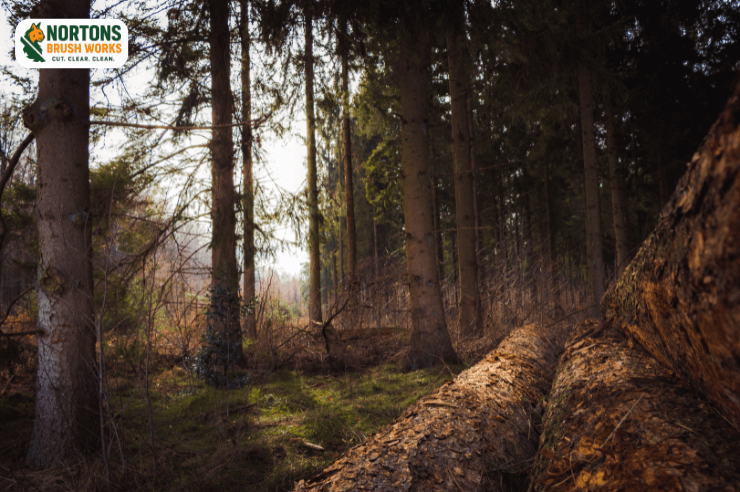 Brush clearing of overgrown weeds, vines, and small trees
