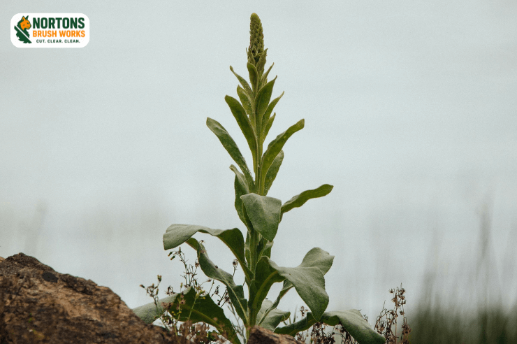 Land restoration projects to restore and improve cleared land
