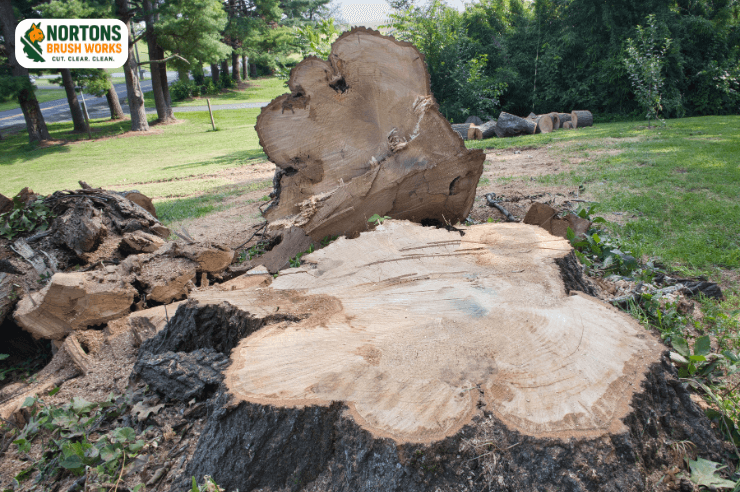 Stump grinding and removal to eliminate hazards and clear land